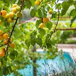 Kleo * Kalkan